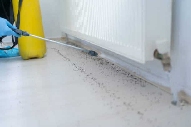 Trusted Chelan, WA Pest Control Experts